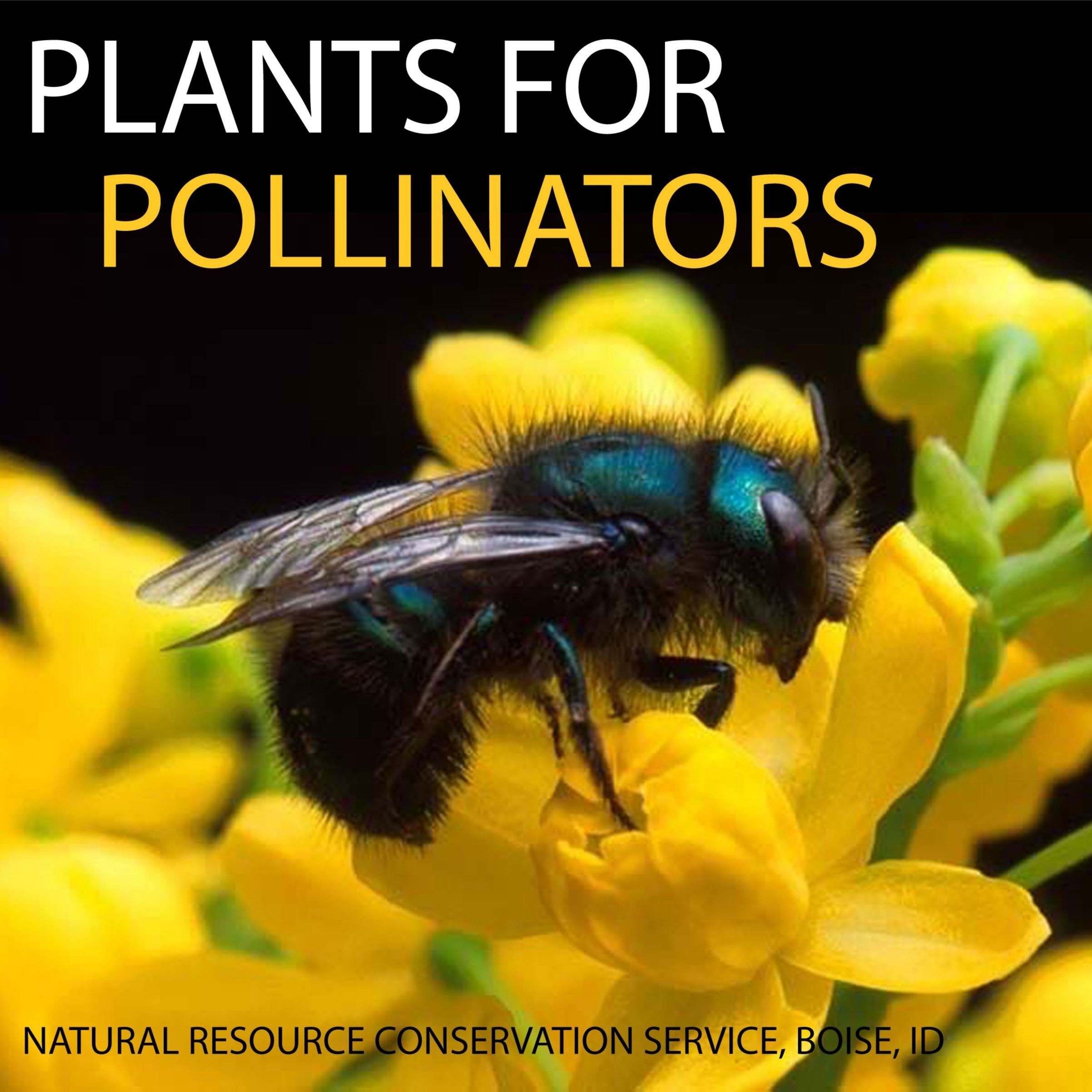 Pollinator Plants Opens in new window