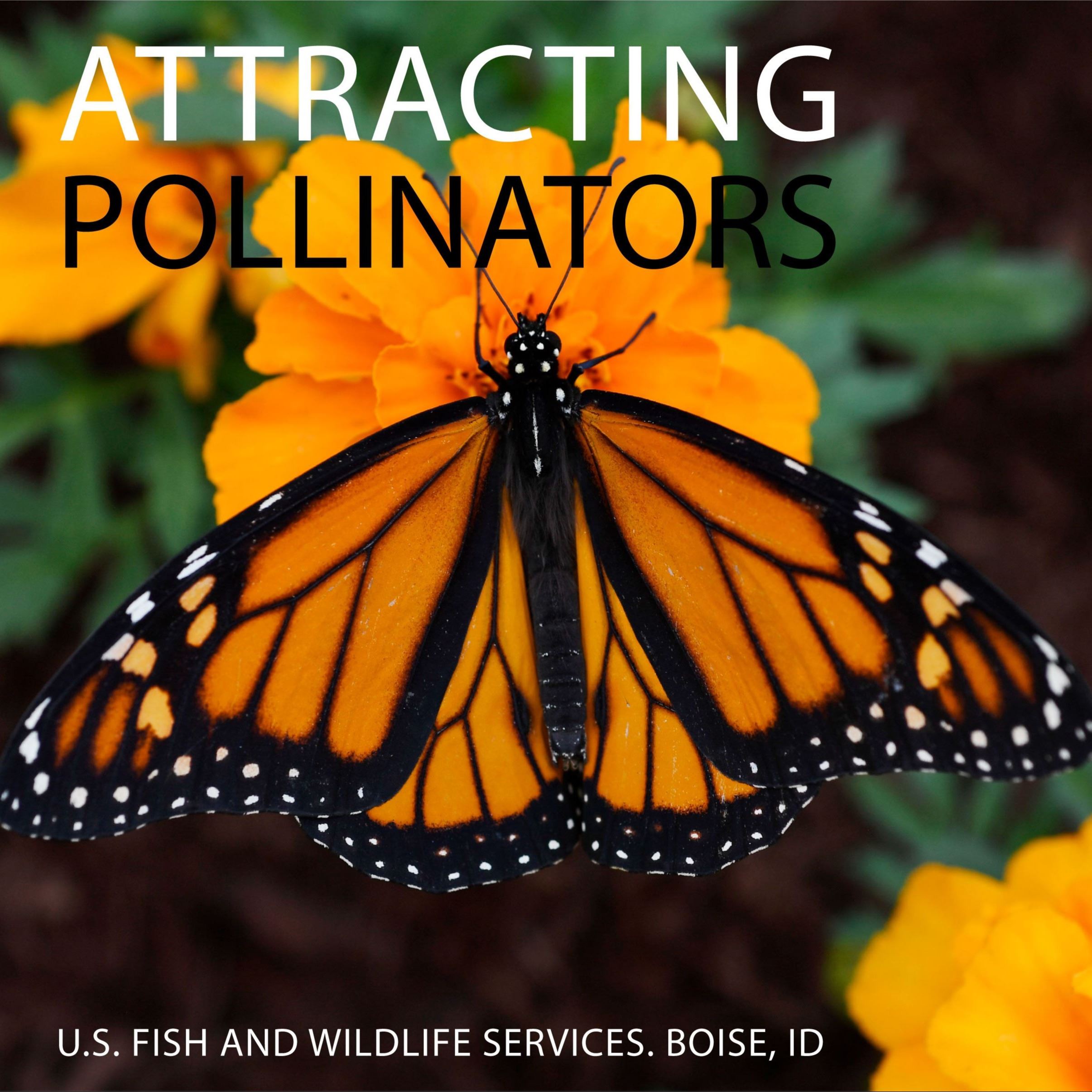 Attracting Pollinators Opens in new window